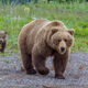 Brown Bear Photo 180