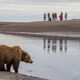 Brown Bear Photo 182