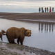 Brown Bear Photo 185