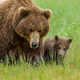 Brown Bear Photo 199