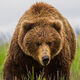 Brown Bear Photo 203