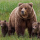 Brown Bear  Mom abd Cubs Photo 249