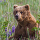 Grizzly Bear Photo 271