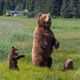 Grizzly Mother and Cub Standing Tall