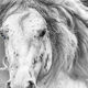 Gypsy Vanner Stallion Photo WAHS_7388