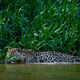 River Hide