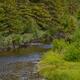 Madison River Moose