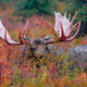 Moose Brunch | Alaska Autumn
