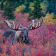 Here looking at the Moose