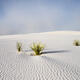 Desert Sentinels