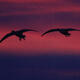 Twilight Descent:
