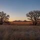 Sentinels of the High Desert: