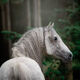 Northwest Spanish Stallion Photo WIPS_1911