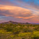 Arizona Desert Bloom Sunrise and Saguaro Cactus