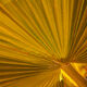 Palm Leaf glow | Click For Details
