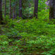Rainier Forest