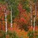 Rocky Mountain Red Trees