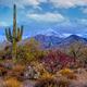 Sabino Snow