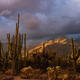 Sabino Saguaro
