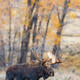 Teton Bull 