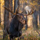 Forest King Moose