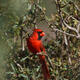 Texas Red