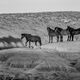 Black and White Wild Horse Shadow