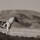 Wild One | Black and White Wild Horse Photo 