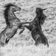 Black & White Wild Horse Stallions fighting on their hind legs
