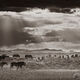 Black and White Horse herd before the storm