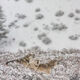 Yellowstone wolves howling in winter