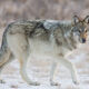 Yellowstone wolf in winter 4-7