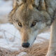 Gray Wolf