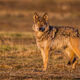 Yellowstone wolf 4-8