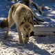  The Wolf
