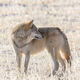 Winter Wolf 4-5