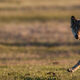 Wolf Photo 18