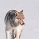 national wildlife magazine cover Yellowstone wolf
