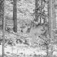 Yellowstone wolf-picture8