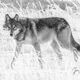 Yellowstone wolf-10picture
