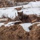 Lamar River Wolf