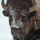 Bison with snow on the face.