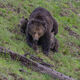 Grizzly mom protecting cubs