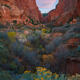 Silent Bloom of Zion