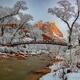 Winter’s Golden Bridge