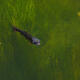The Catch