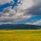 Mello Yellow Idaho Style