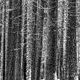 Chill'in Trees Photograph in Black and White
