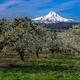 Hood River Valley