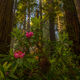 Redwoods Pride